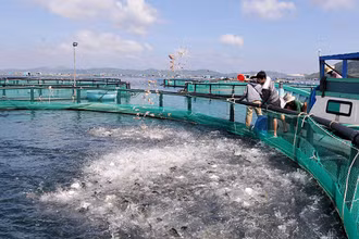 Ngư dân thị xã Sông Cầu (tỉnh Phú Yên) đầu tư lồng nuôi bằng vật liệu mới HDPE để phát triển nuôi biển theo hướng công nghiệp. (Ảnh: ANH NGỌC)