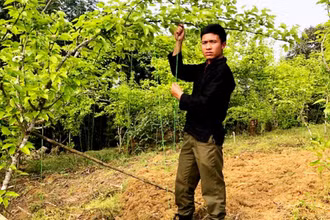 Gia đình anh Ly Cá Sứ, ở xã Y Tý trồng lê Tai Nung kết hợp làm du lịch nông nghiệp đem lại thu nhập cao, ổn định. 