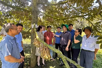 Trao đổi, hướng dẫn cách chăm sóc cây sầu riêng cho người trồng tại xã Ea Bar, huyện Sông Hinh, Phú Yên. (Ảnh VĂN THÙY) 
