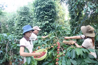 Công nhân Hợp tác xã Nông nghiệp dịch vụ Công bằng Ea Tu, thành phố Buôn Ma Thuột, Đắk Lắk thu hoạch cà-phê. (Ảnh TTXVN)