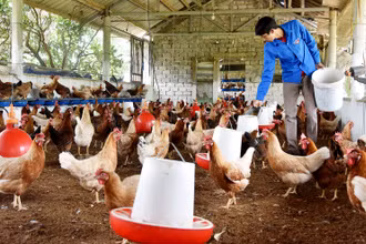 Trang trại nuôi gà đẻ trứng của nông dân ở xã Thanh Nguyên, huyện Thanh Liêm, tỉnh Hà Nam. (Ảnh TRẦN HẢI)