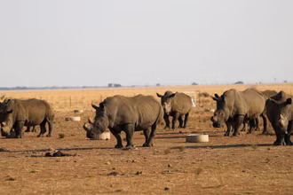 Tê giác tại khu bảo tồn tê giác tư nhân lớn nhất Nam Phi Buffalo Dream Ranch. Ảnh: Reuters.