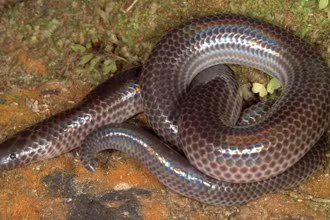 Xenopeltis intermedius, một loài rắn ở độ cao 2.500m so với mực nước biển ở vùng trung Trường Sơn.