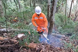 Phát dọn hành lang lưới tuyến điện cao thế.