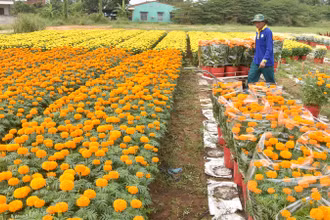 Nhân công vận chuyển hoa Tết ở Làng hoa Mỹ Tho giao cho thương lái.