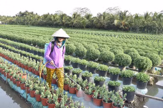 Bà Nguyễn Thị Ngọc Kiều chăm sóc hoa Tết.