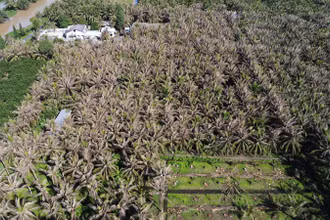 Nhiều vườn dừa ở xã Xuân Đông, huyện Chợ Gạo, tỉnh Tiền Giang bị sâu đầu đen gây thiệt hại nặng.