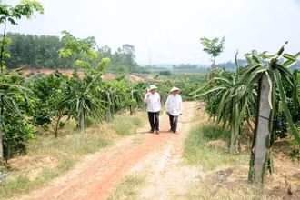 Ảnh minh họa: TRẦN HẢI