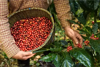 Thu hoạch cà phê. 