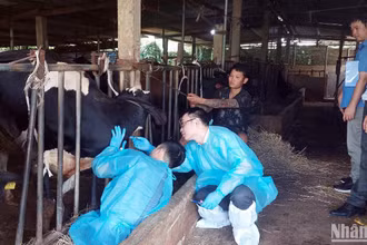 Lực lượng chức năng kiểm tra đàn bò sữa bị bệnh tại huyện Đức Trọng, Lâm Đồng.