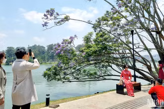 Đà Lạt mùa hoa phượng tím.