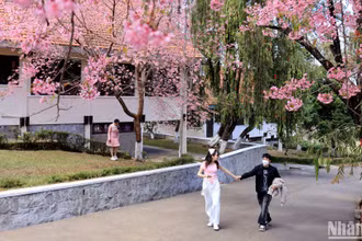 Lãng mạn không gian hoa mai anh đào trên phố núi Đà Lạt.