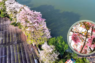 Miên man sắc hoa hồng phấn trên vùng đất B’Lao xưa, nay là thành phố Bảo Lộc, tỉnh Lâm Đồng.