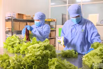 Sản xuất nông nghiệp hữu cơ bền vững tại Lâm Đồng.