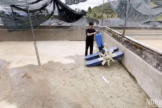 Nguồn nước suối Mát đang cạn kiệt khiến nhiều hộ nuôi cá nước lạnh tại xã Rô Men, huyện Đam Rông, Lâm Đồng lo lắng.