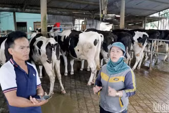 Nhiều người chăn nuôi bò sữa tại huyện Đức Trọng, Lâm Đồng thấp thỏm, lo âu khi đàn bò bị bệnh, nhiều con chết chưa rõ nguyên nhân. 