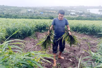Chủ vườn xót xa khi vườn gừng chuẩn bị đến kỳ thu hoạch bị kẻ gian nhổ trộm.