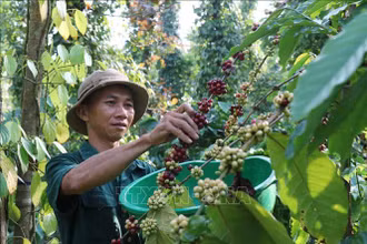 Thị trường nông sản nối dài đà hồi phục mạnh