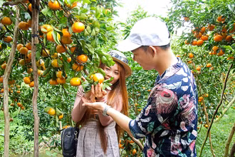 Du khách tham quan vườn quýt hồng tại huyện Lai Vung.