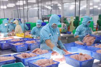 Chế biến cá tra xuất khẩu tại nhà máy của Tập đoàn Sao Mai, tỉnh An Giang. (Ảnh minh họa: TTXVN)