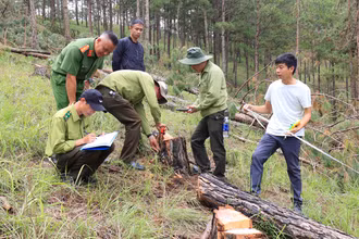 Lực lượng chức năng khám nghiệm hiện trường rừng thông bị cưa hạ trái phép tại Tiểu khu 144B, địa bàn Phường 8, thành phố Đà Lạt.