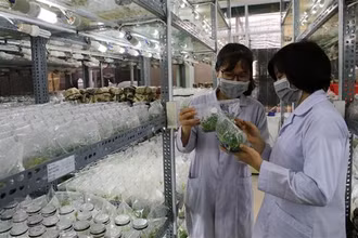 Ảnh minh họa: Công ty TNHH MTV Lâm nghiệp Tiền Phong (Thừa Thiên-Huế) nghiên cứu ứng dụng công nghệ sinh học bằng phương pháp nuôi cấy mô tế bào tạo cây giống tốt phục vụ trồng rừng. (Nguồn: TTXVN)