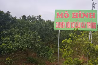 Ảnh minh họa: Huyện Thường Tín thực hiện nhiều mô hình chuyển đổi sản xuất trong nông nghiệp mang lại hiệu quả cao. (Ảnh: VGP)