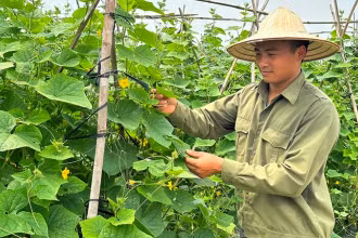 Mô hình canh tác sử dụng kết hợp phân bón hữu cơ và vô cơ tại xã Tân Dĩnh, huyện Lạng Giang (Bắc Giang). (Ảnh: ANH THƯ)