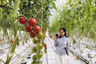 Trang trại cà chua Wonder Farm trồng bằng thủy canh mang lại hiệu quả cao, mỗi năm cho thu hoạch 600 tấn cà chua.