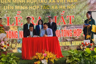 Lãnh đạo Hợp tác xã Đại Nam ký kết hợp tác với các doanh nghiệp Hàn Quốc.