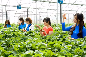 Mô hình du lịch canh nông tại Đà Lạt hấp dẫn du khách.