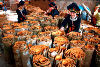 Cây quế đem lại giá trị kinh tế cao cho nông dân tỉnh Yên Bái.