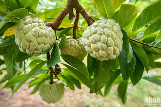 Sản phẩm na Chi Lăng của thị trấn Đồng Mỏ và xã Chi Lăng, xã Y Tịch, huyện Chi Lăng, tỉnh Lạng Sơn đạt chứng nhận sản phẩm OCOP 4 sao. (Ảnh: Thành Đạt)