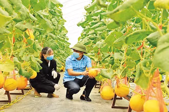 Cán bộ Phòng Nông nghiệp và Phát triển nông thôn huyện Yên Dũng thăm khu trồng dưa hoàng hậu của Hợp tác xã Rau sạch Yên Dũng. (Ảnh: Báo Bắc Giang)
