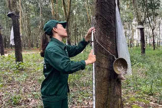 Công nhân khai thác mủ cao-su trên vườn cây.