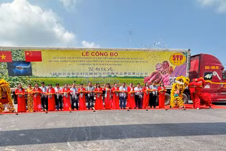 Lễ cắt băng công bố xuất khẩu chuyến hàng khoai lang đầu tiên sang Trung Quốc. 