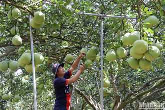 Bưởi Tân Triều cây nặng trĩu quả được chăm sóc kỹ lưỡng để bán Tết Nguyên đán Quý Mão 2023.