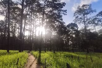 Rừng thông trên núi Kirirom thuộc tỉnh Kampong Speu. (Ảnh minh họa: Nguyễn Hiệp)