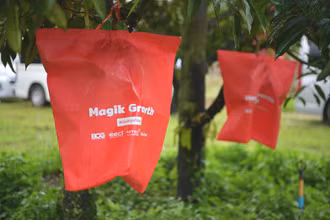 Sầu riêng được bọc trong túi “Magik Growth” có khả năng tạo ra các chất quan trọng trong trái cây như tinh bột, đường và các chất chống oxy hóa khác nhau. (Ảnh: Tuấn Anh)
