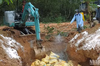 Lực lượng chức năng Quảng Ngãi tiêu hủy gia cầm mắc bệnh.