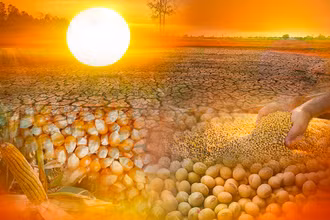 El Nino liệu có khiến giá nguyên liệu chăn nuôi tăng mạnh?