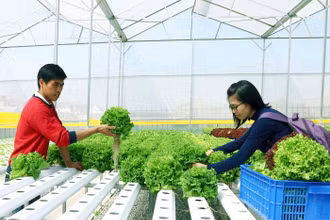 Sản xuất rau thủy canh tại thành phố Đà Lạt, tỉnh Lâm Đồng.