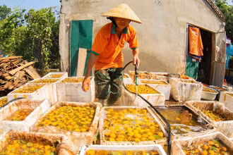 Sau khi mua về, quả hồng sẽ được phân loại, đem ủ hoặc ngâm với nước giếng khoan trong 5 ngày để chín, giòn và ngọt. (Ảnh: QUỐC ĐÀN)