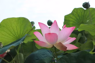 Hoa sen hội tụ các yếu tố vừa đời thường lại vừa cao quý, tựa như con người vừa giản dị nhưng thanh cao của Bác.