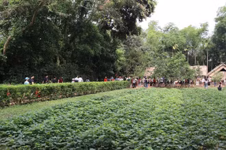 Hàng nghìn người dân, du khách đã về thăm khu Di tích lịch sử quốc gia đặc biệt Kim Liên - Quê hương của Chủ tịch Hồ Chí Minh.