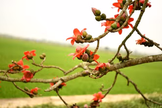 Mùa hoa gạo tháng Ba. (Ảnh: THẾ DƯƠNG)
