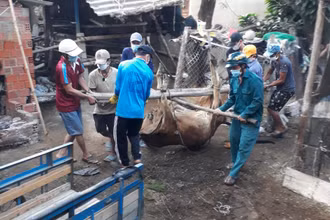 Dịch bệnh viêm da nổi cục trên gia súc gây thiệt hại nặng cho nông dân thị xã Đức Phổ. 