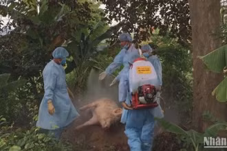Dịch tả lợn châu Phi gây thiệt hại nặng cho người chăn nuôi ở Quảng Ngãi.