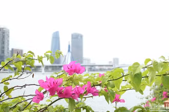 Sắc hoa giấy tháng Tư trên thành phố biển.