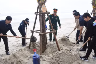 Đà Nẵng ra quân trồng dừa tại các bãi biển du lịch sáng ngày 21/12. (Ảnh: ANH ĐÀO)